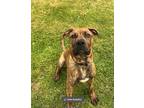 Adopt Malice a Brindle Presa Canario / Mixed dog in Bowmanville, ON (40758781)