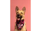 Adopt Latte a Tan/Yellow/Fawn German Shepherd Dog / Mixed dog in Los Angeles