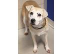Adopt Joy a Labrador Retriever dog in Palatine, IL (40758359)