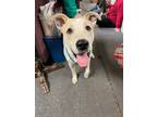 Adopt Sammie a Carolina Dog / Mixed dog in Bloomington, IN (40705959)