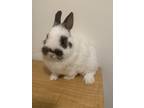 Adopt Bunny a Netherland Dwarf / Mixed (short coat) rabbit in Bloomington