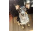 Adopt Nash a Gray/Silver/Salt & Pepper - with Black Australian Shepherd /