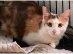 Adopt Alicia a Domestic Shorthair / Mixed (short coat) cat in Pittsboro