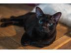 Adopt Morris 2 a Domestic Shorthair / Mixed (short coat) cat in Pittsboro