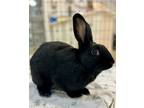 Adopt Loren a Dutch / Mixed (short coat) rabbit in Pflugerville, TX (40715504)