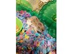 Adopt Smidgen a Hamster small animal in Fall River, MA (40752956)