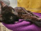 Adopt Cacao Nib a Black (Mostly) Bombay (short coat) cat in Flushing