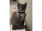 Adopt Silver Star a Gray or Blue Domestic Shorthair / Mixed (short coat) cat in