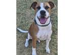 Adopt Sox (Buddy) a Tan/Yellow/Fawn - with White Boxer / Mixed Breed (Medium)