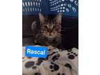 Adopt Rascal a Brown Tabby Domestic Shorthair (short coat) cat in Kalamazoo