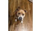Adopt Kyra a Tan/Yellow/Fawn - with White Black Mouth Cur / Mixed dog in