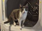 Adopt Florence a Gray or Blue (Mostly) Domestic Shorthair (short coat) cat in