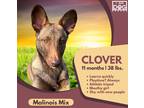 Adopt Clover a Red/Golden/Orange/Chestnut Belgian Malinois / Basenji / Mixed dog