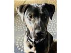 Adopt Jethro a Black - with Brown, Red, Golden, Orange or Chestnut Labrador