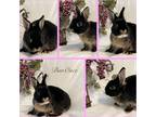 Adopt BunOnce a Black Netherland Dwarf / Mixed (short coat) rabbit in West Palm