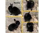 Adopt Kesha a Black Netherland Dwarf / Mixed (short coat) rabbit in West Palm