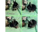 Adopt Lorraine a Black Netherland Dwarf / Mixed (short coat) rabbit in West Palm