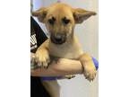 Adopt George a Brown/Chocolate - with White Shepherd (Unknown Type) / Mixed