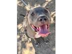 Adopt TOMMY a Gray/Blue/Silver/Salt & Pepper Pit Bull Terrier / Mixed dog in