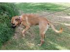 Adopt ROMEO a Tan/Yellow/Fawn Black Mouth Cur / Boxer / Mixed dog in Seattle