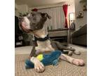 Adopt GRAYSON a Gray/Silver/Salt & Pepper - with White Pit Bull Terrier / Mixed