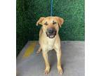 Adopt Stitch* a Tan/Yellow/Fawn Retriever (Unknown Type) / Mixed dog in El Paso