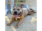 Adopt Precious a Brown/Chocolate American Pit Bull Terrier / Mixed dog in El