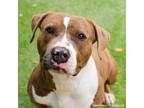 Adopt Mario Lopez a Brown/Chocolate American Pit Bull Terrier / Mixed dog in El