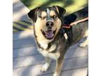 Adopt Blackbeard* a Black Rottweiler / Mixed dog in El Paso, TX (40688230)