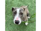 Adopt Wendy* a Gray/Blue/Silver/Salt & Pepper Pit Bull Terrier / Mixed dog in El