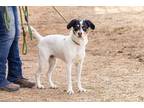Adopt TRIPOINT a Treeing Walker Coonhound / Labrador Retriever / Mixed dog in