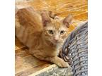 Adopt Ryder a Gray, Blue or Silver Tabby Domestic Shorthair cat in Buhl