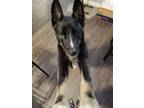 Adopt Rambo a Black German Shepherd Dog / Rottweiler / Mixed dog in Zebulon