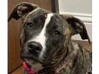 Adopt Lola a Tricolor (Tan/Brown & Black & White) Plott Hound / Mixed dog in