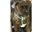 Adopt Reese a Brindle Plott Hound dog in Dallas, TX (40524606)