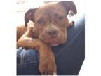 Adopt Penny a Brown/Chocolate - with White Boxer / Pit Bull Terrier dog in