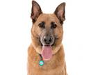 Adopt Buster a Black - with Tan, Yellow or Fawn German Shepherd Dog / Mixed dog