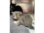 Adopt 55260034 a Gray or Blue Domestic Shorthair / Mixed cat in El Paso