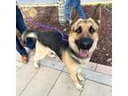 Adopt Solo* a Black German Shepherd Dog / Mixed dog in El Paso, TX (40688294)