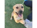 Adopt Maya a Brown/Chocolate Border Terrier / Mixed dog in El Paso