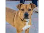Adopt Ezra a Tan/Yellow/Fawn American Pit Bull Terrier / Mixed dog in El Paso