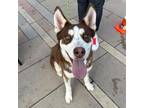 Adopt Chancla a Brown/Chocolate Siberian Husky / Mixed dog in El Paso