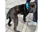Adopt Dahlia* a Black Cane Corso / Mixed dog in El Paso, TX (40688389)