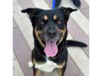 Adopt Beetle* a Brown/Chocolate Greater Swiss Mountain Dog / Mixed dog in El
