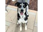 Adopt Walter a Black Border Terrier / Mixed dog in El Paso, TX (40687988)