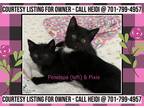 Adopt Penelope & Pixie-COURTESY a Black & White or Tuxedo Domestic Shorthair