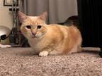 Adopt Bonito (Bonded to Bettie) a Cream or Ivory (Mostly) Domestic Shorthair /