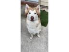 Adopt Zeus a White - with Tan, Yellow or Fawn Alaskan Malamute / Mixed dog in