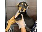 Adopt Logan a Mixed Breed (Medium) / Mixed dog in Rancho Santa Fe, CA (40608519)