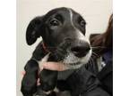 Adopt Florence a Merle Mixed Breed (Medium) / Mixed dog in Rancho Santa Fe